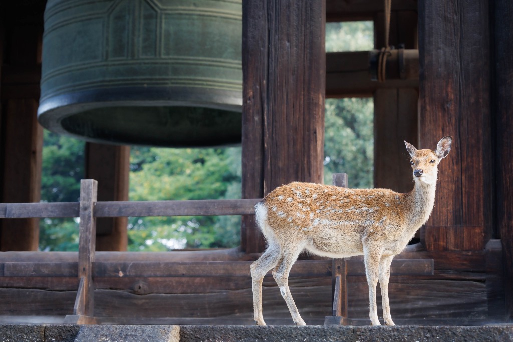 Deer in Nara